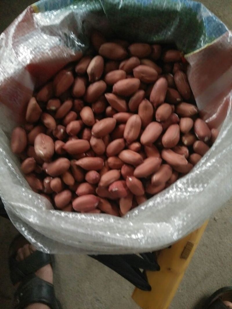 山东花生米批发白沙花生米批发山东花生米产地直销