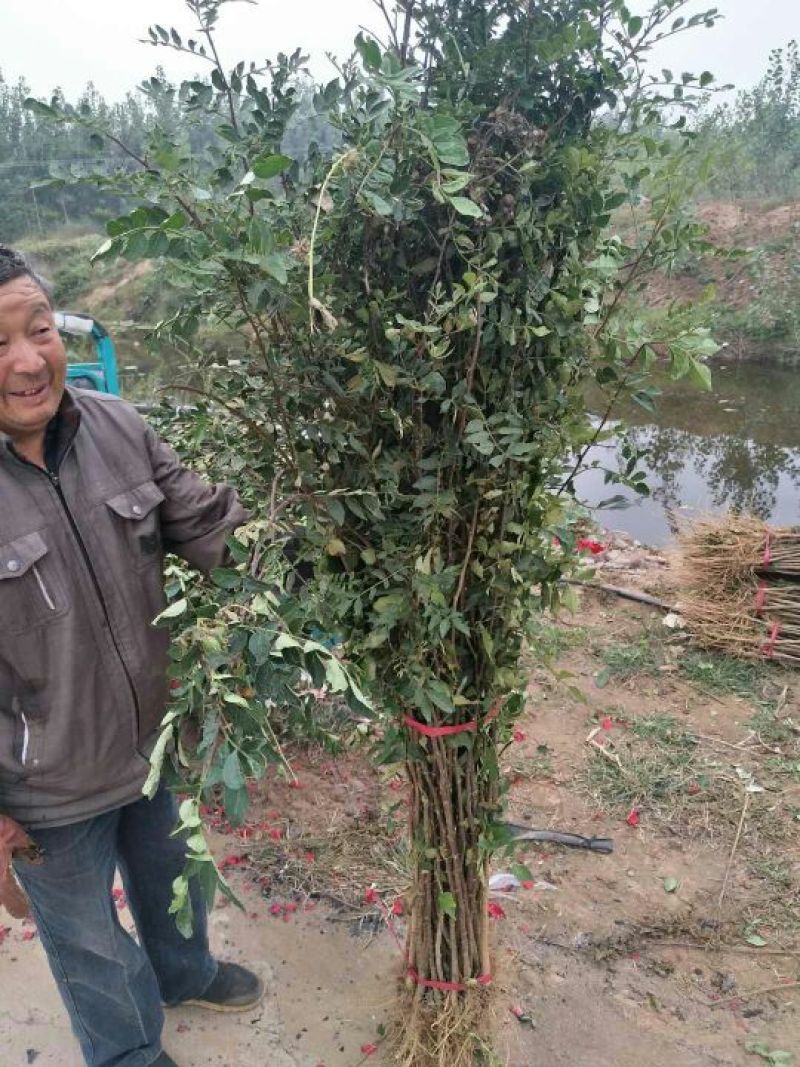 花椒苗大红袍花椒苗，无刺花椒苗提供技术指导