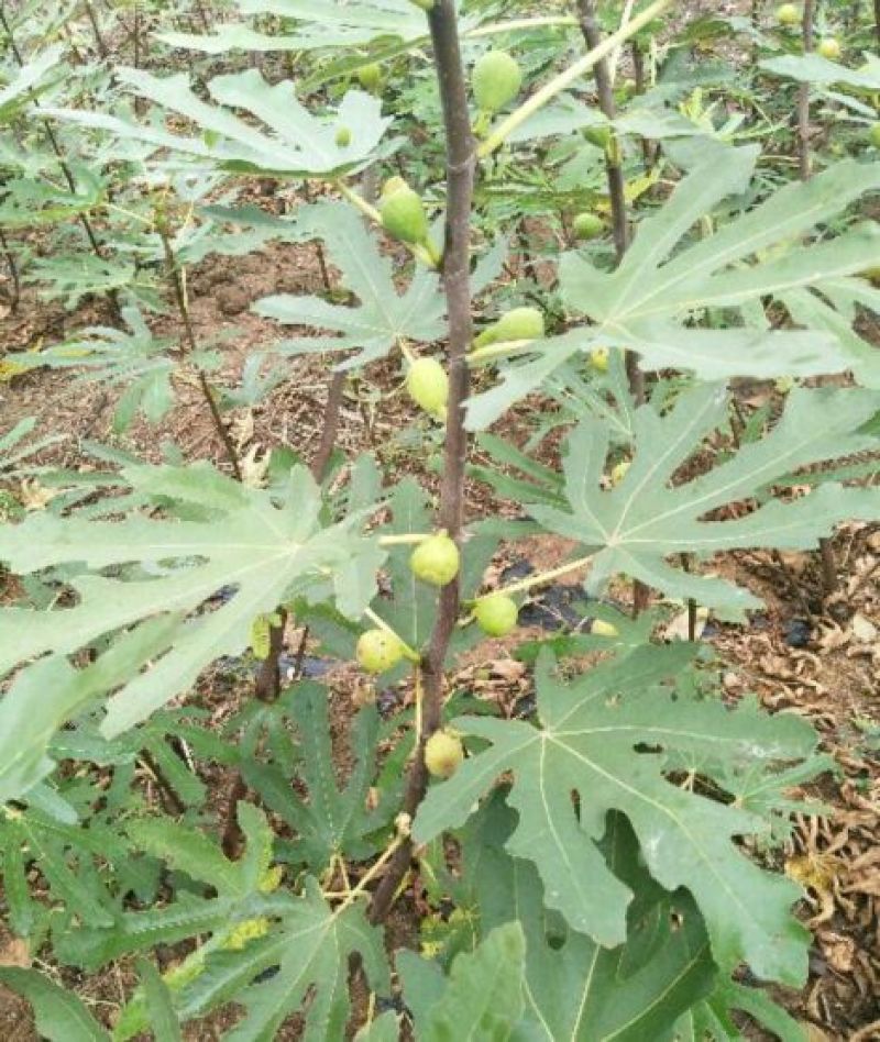 无花果苗，波姬红，青皮，金敖芬，布兰瑞克