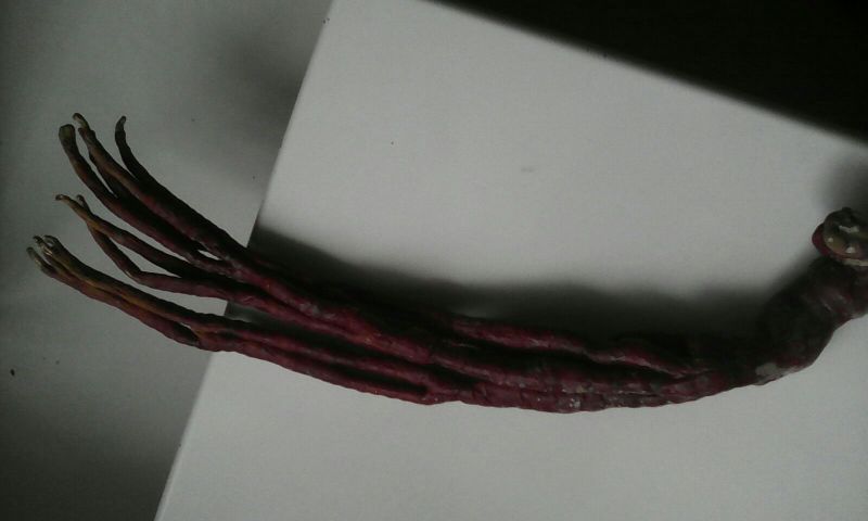 灵芝（菌种）（栽培种）