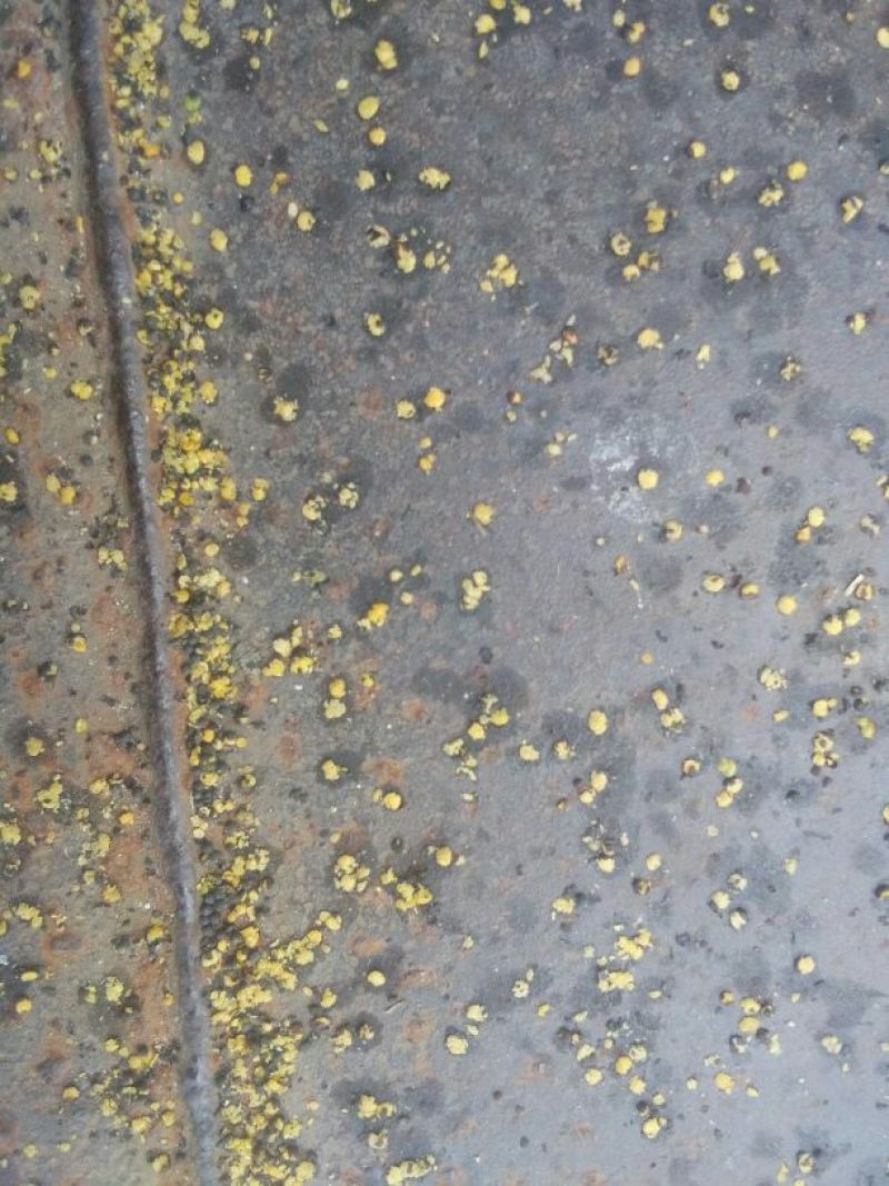 油菜籽荆门市油菜籽