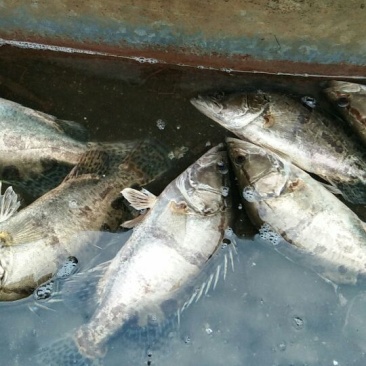 翘嘴鳜食用活鱼20~30cm