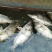 翘嘴鳜食用活鱼20~30cm