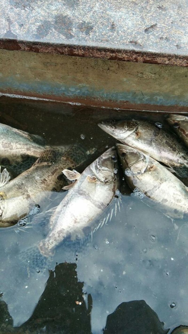 翘嘴鳜食用活鱼20~30cm