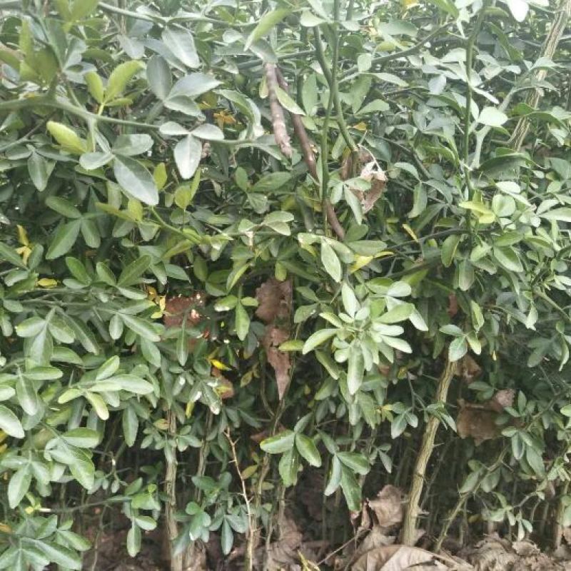 枸橘苗，构橘树苗，积壳树苗
