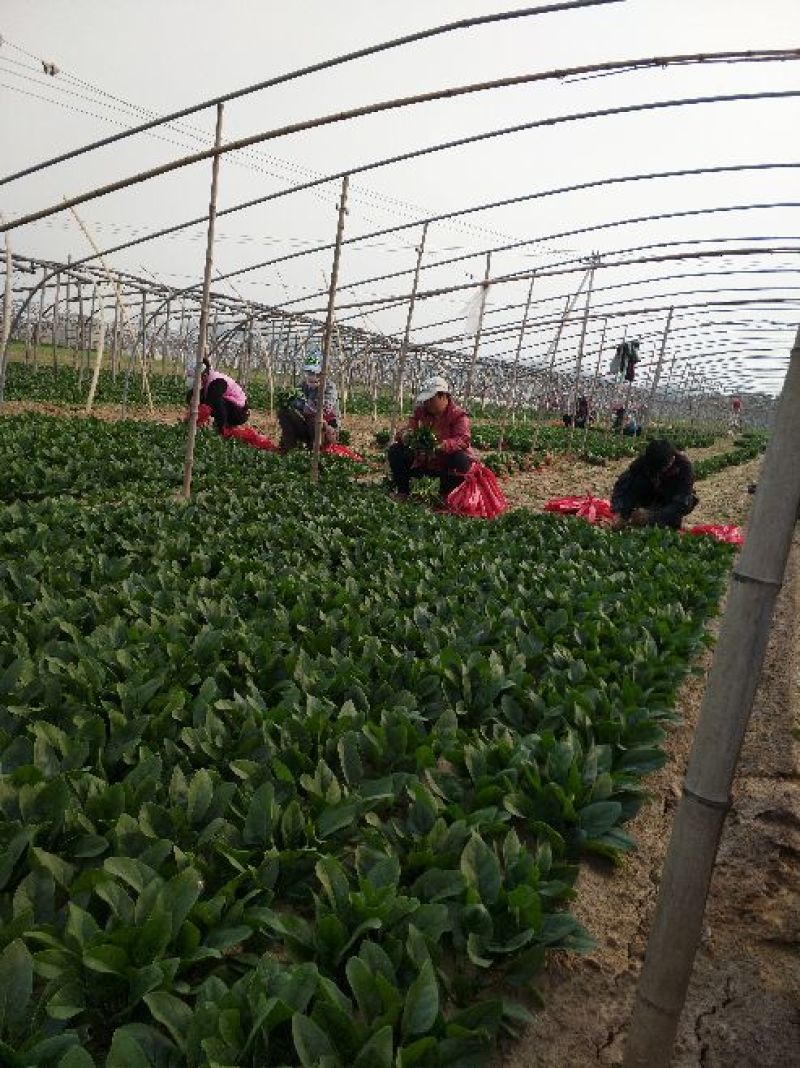 菠菜20~25厘米