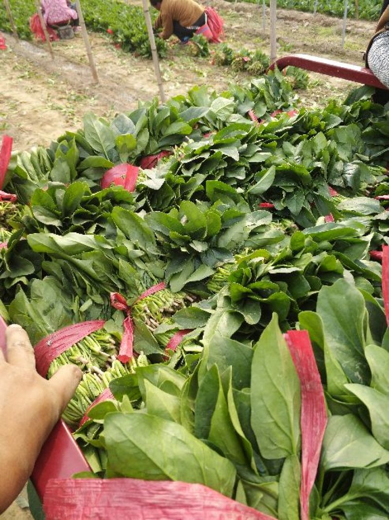 菠菜20~25厘米