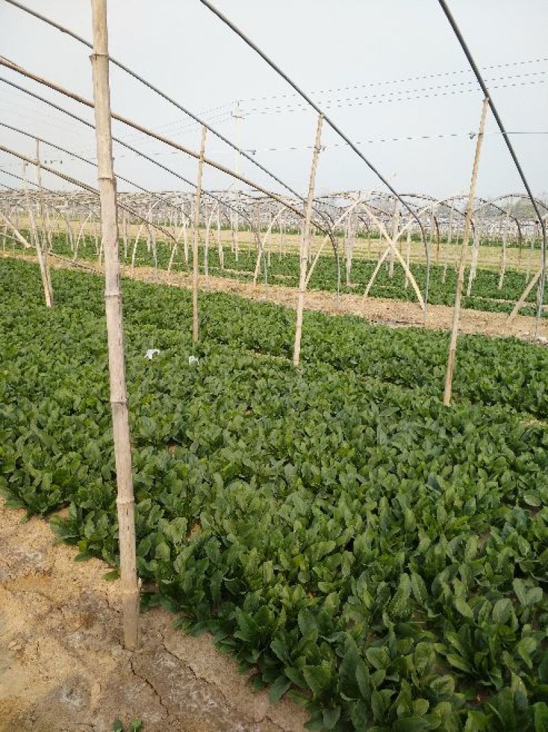 菠菜20~25厘米