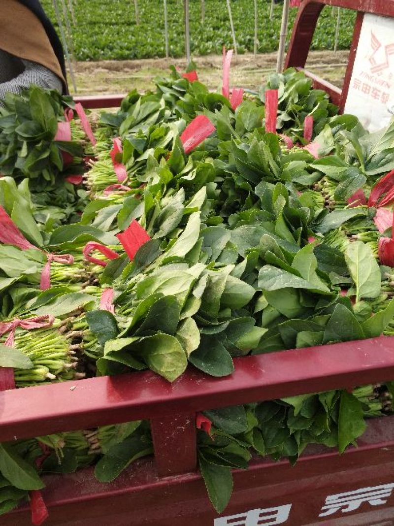 菠菜20~25厘米