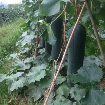 黑皮冬瓜20斤以上吊冬瓜