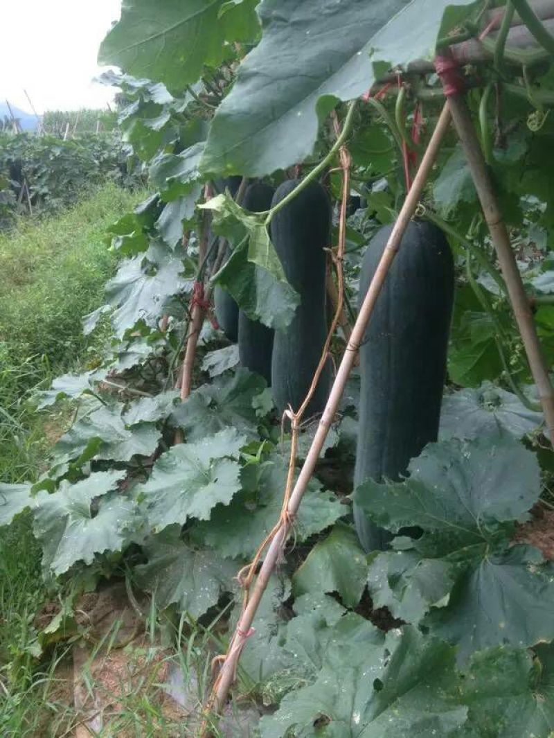 黑皮冬瓜20斤以上吊冬瓜