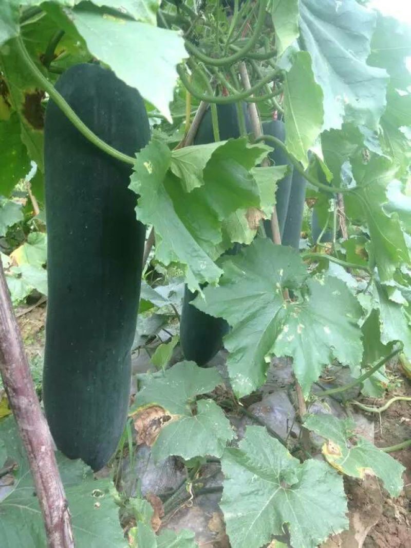 黑皮冬瓜20斤以上吊冬瓜
