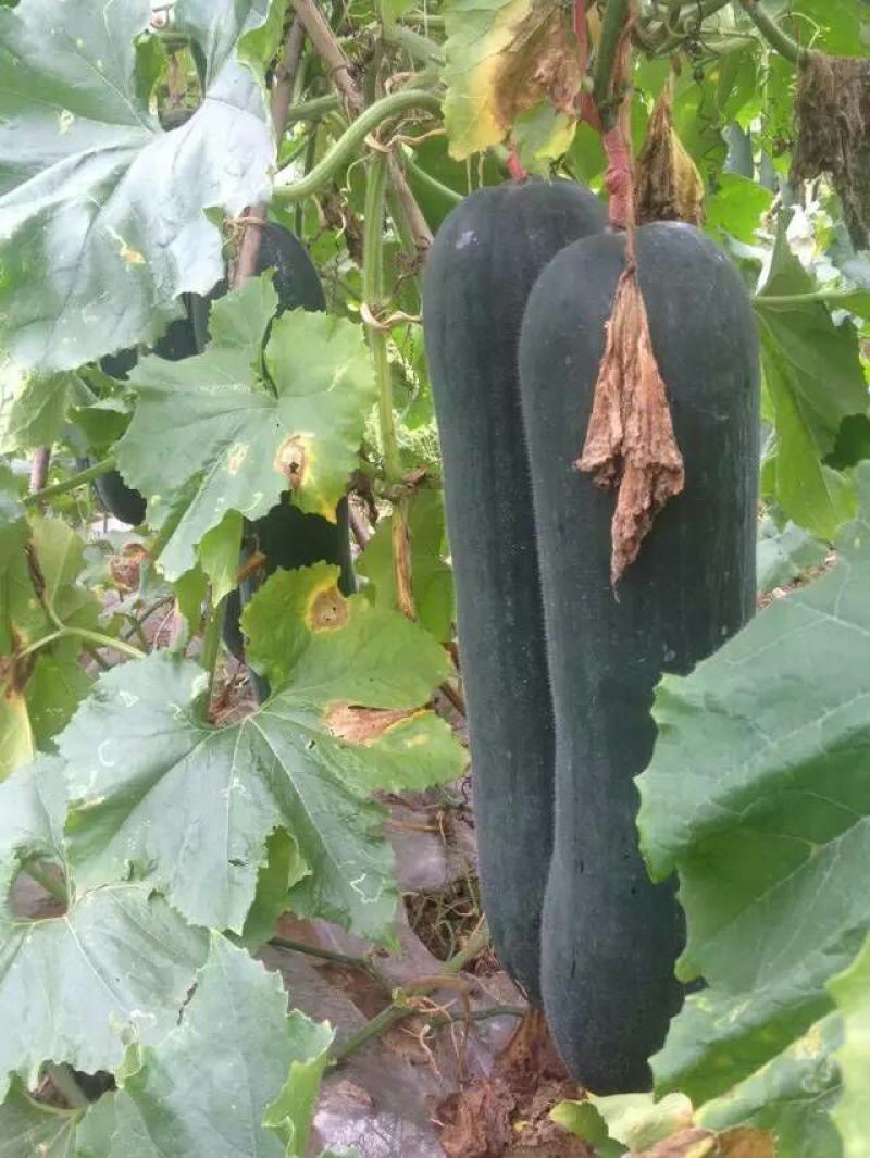 黑皮冬瓜20斤以上吊冬瓜
