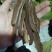 中药材灵芝干货2斤起包邮量大从优