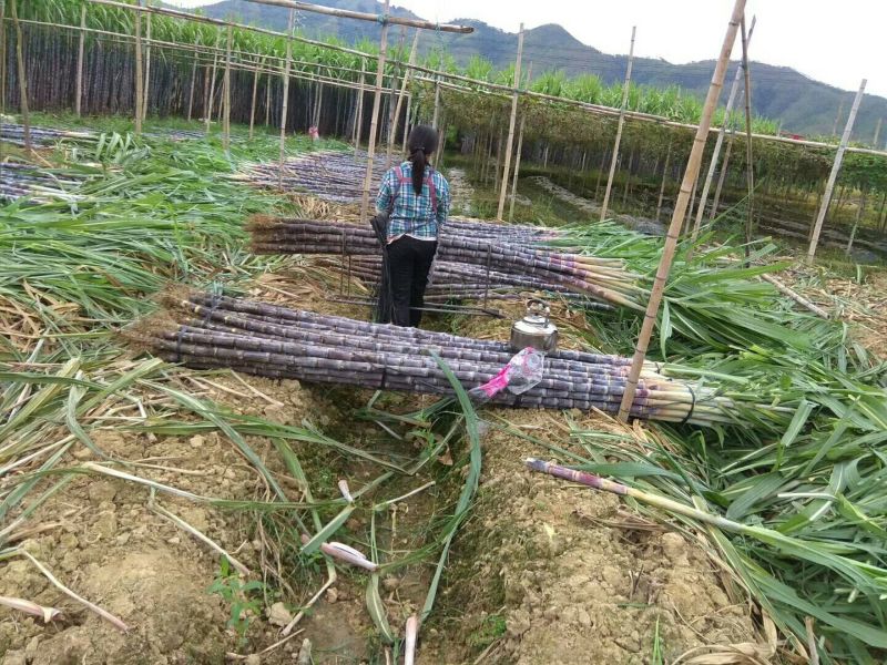 广西黑皮甘蔗产地直供口感清甜交通便利全国代发一条龙