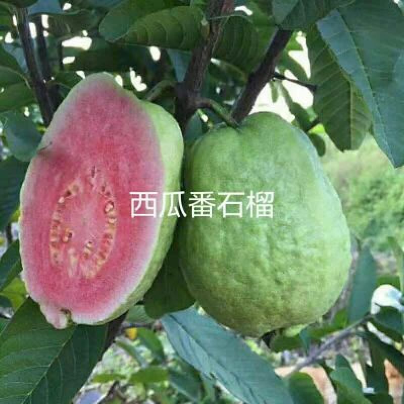西瓜番石榴苗50~80cm