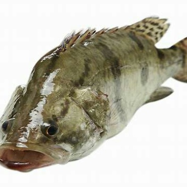 班桂鱼食用活鱼20~30cm