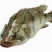 班桂鱼食用活鱼20~30cm
