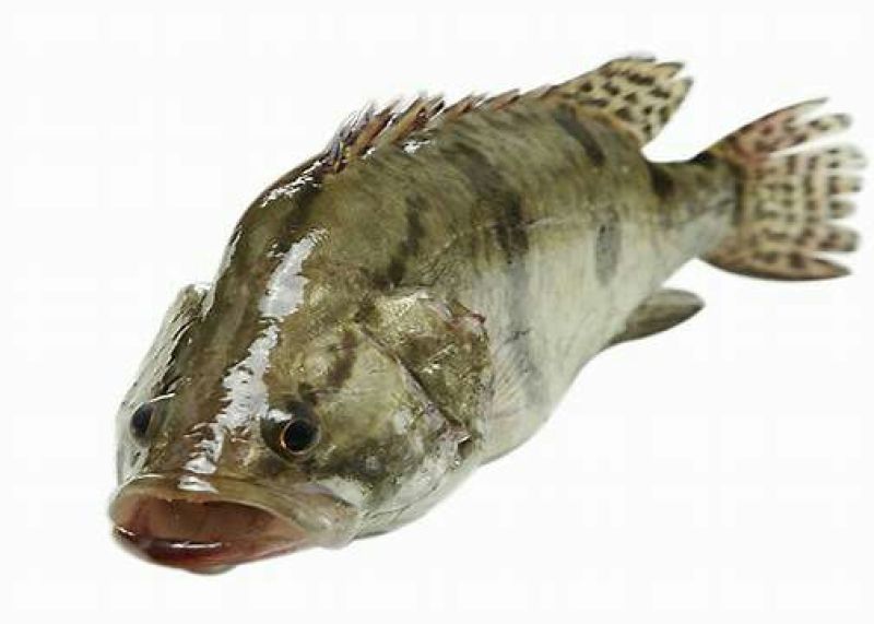 班桂鱼食用活鱼20~30cm