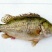 班桂鱼食用活鱼20~30cm