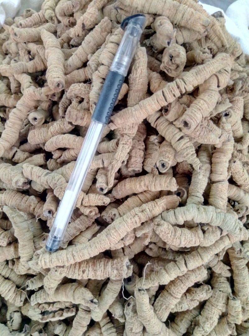 巴戟天一级