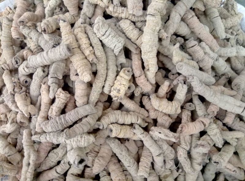 巴戟天一级