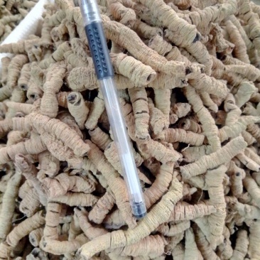 巴戟天一级