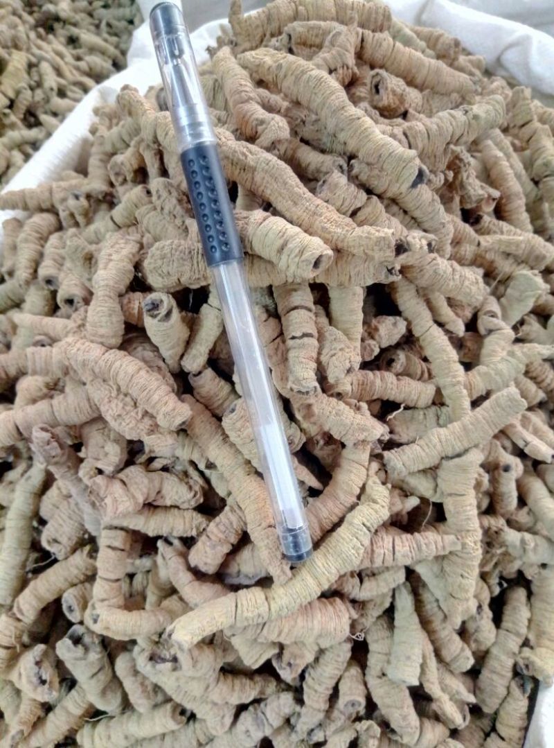 巴戟天一级