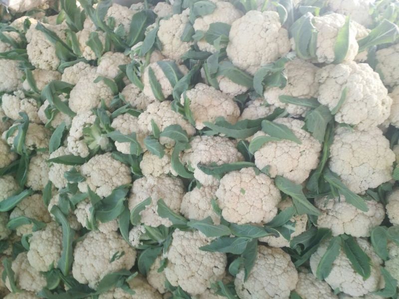 松花菜2~3斤散花乳白