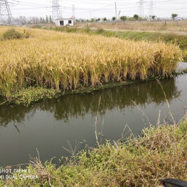 台湾泥鳅15~20cm人工养殖食用