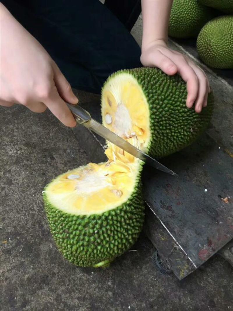 1号菠萝蜜苗马来西亚一号菠萝蜜