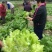 儿菜5两以上