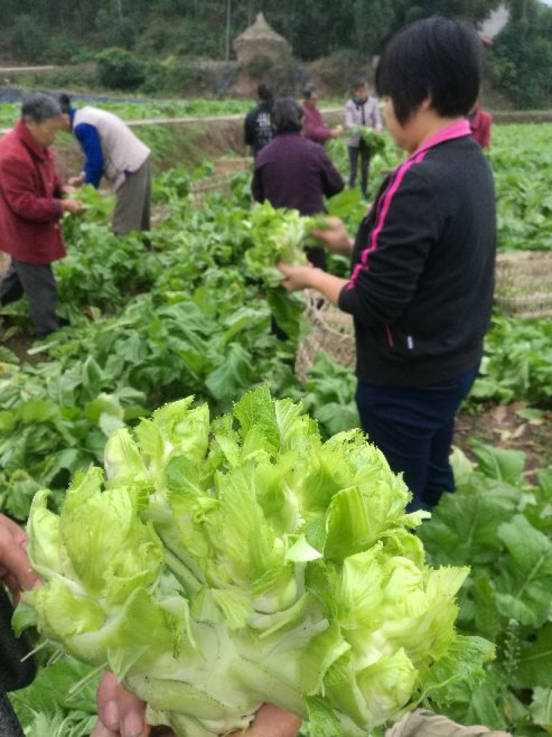 儿菜5两以上