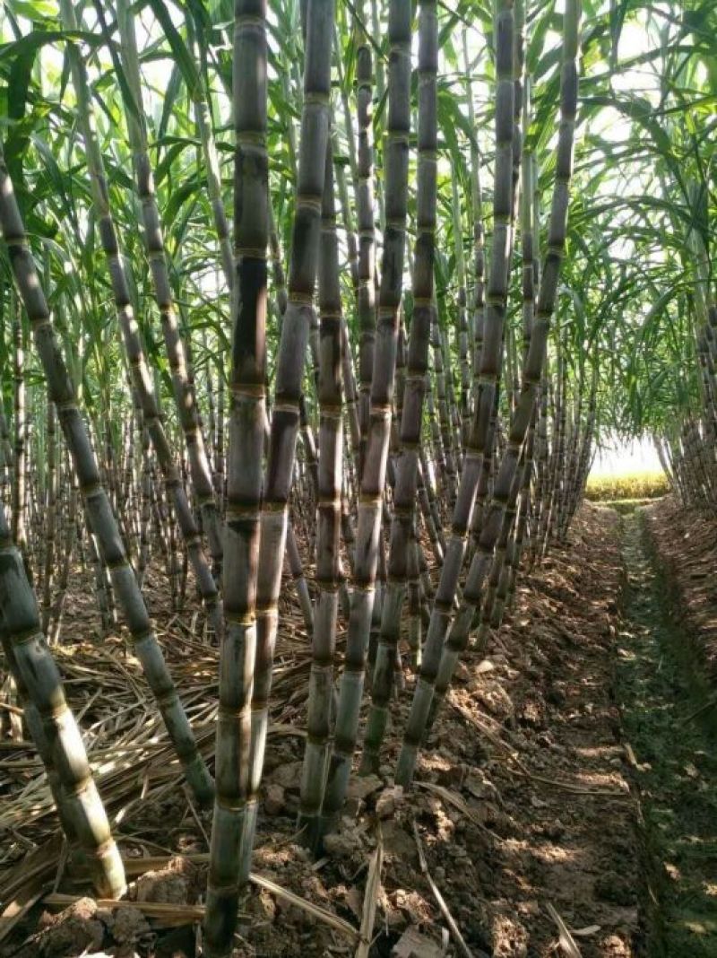 青皮白玉甘蔗4~5cm2~2.5米4~6斤