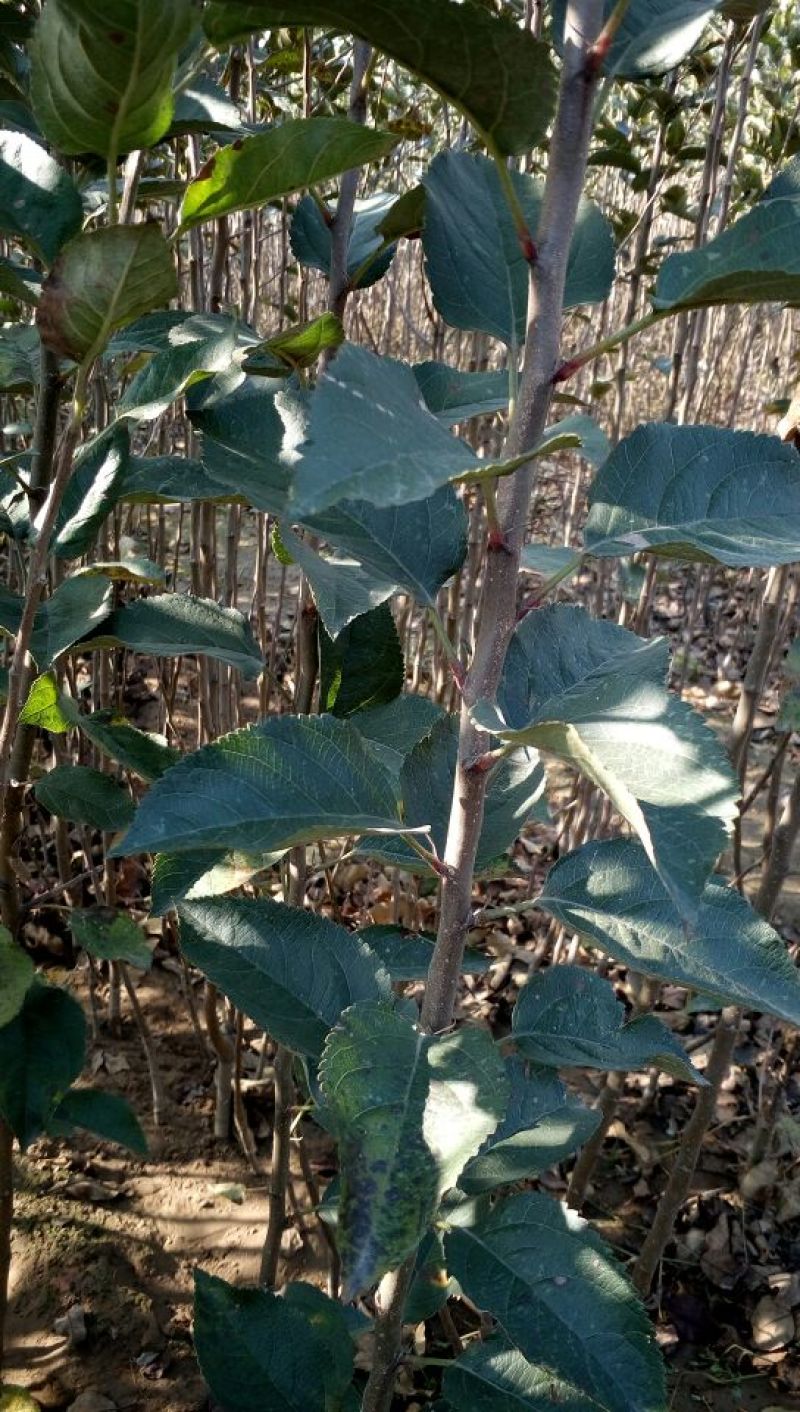 红色之爱红肉苹果树苗适合全国种植2年结果