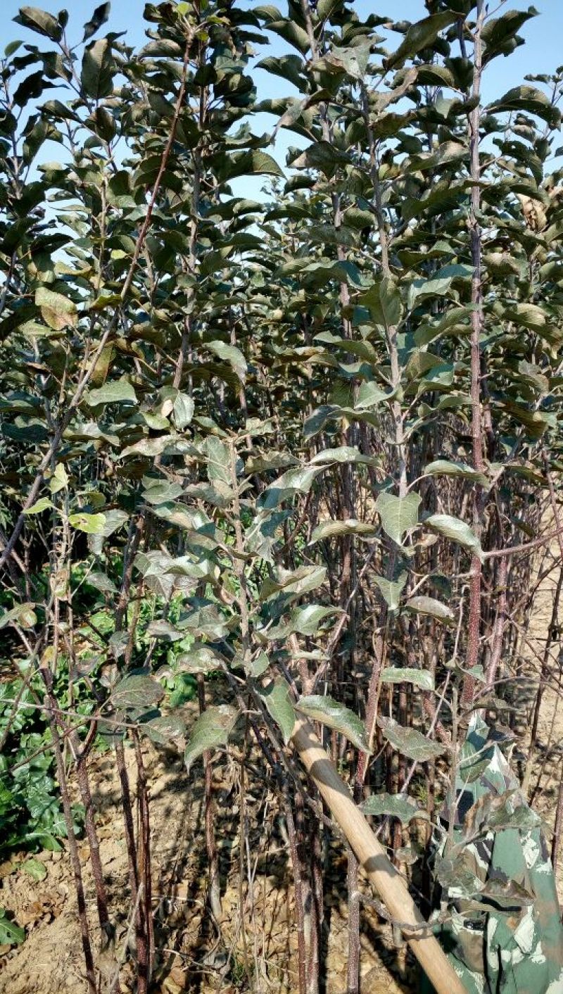 红色之爱红肉苹果树苗适合全国种植2年结果