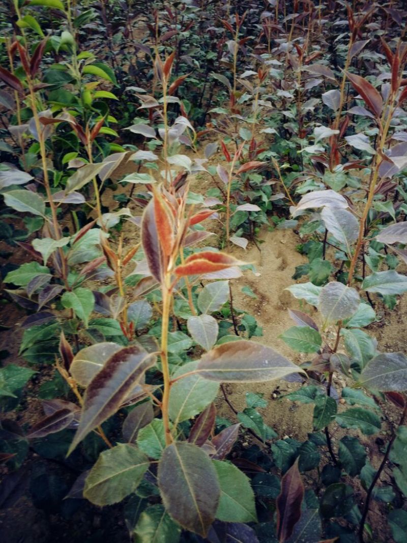 红色之爱红肉苹果树苗适合全国种植2年结果