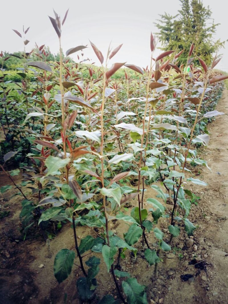 红色之爱红肉苹果树苗适合全国种植2年结果