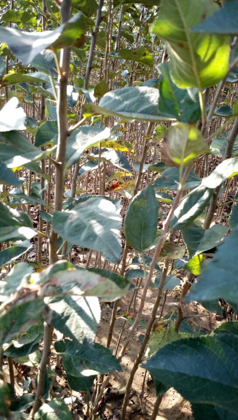红色之爱红肉苹果树苗适合全国种植2年结果
