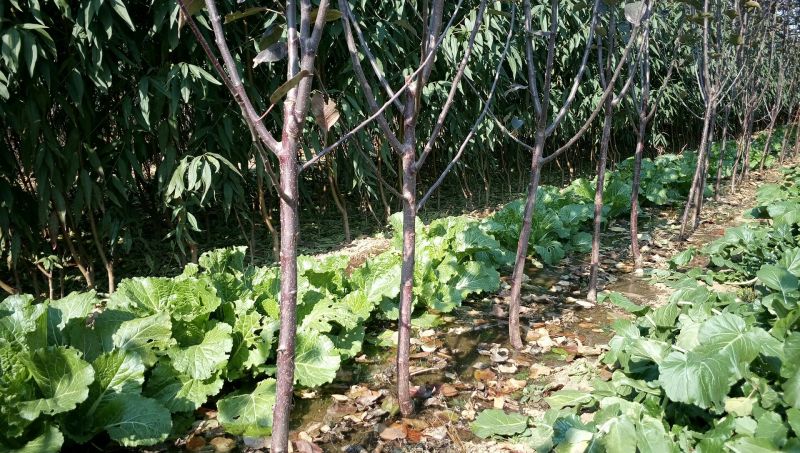 红色之爱红肉苹果树苗适合全国种植2年结果