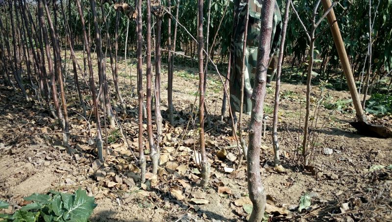 红色之爱红肉苹果树苗适合全国种植2年结果