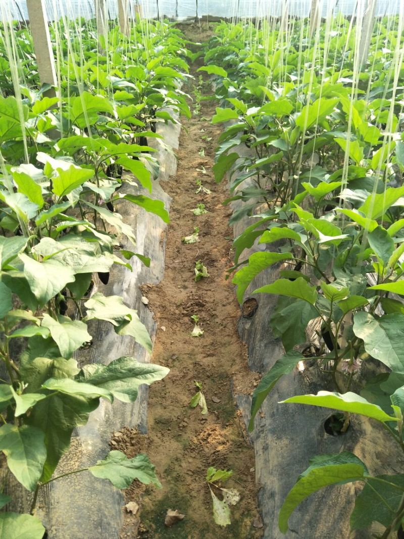 长茄子765长茄，