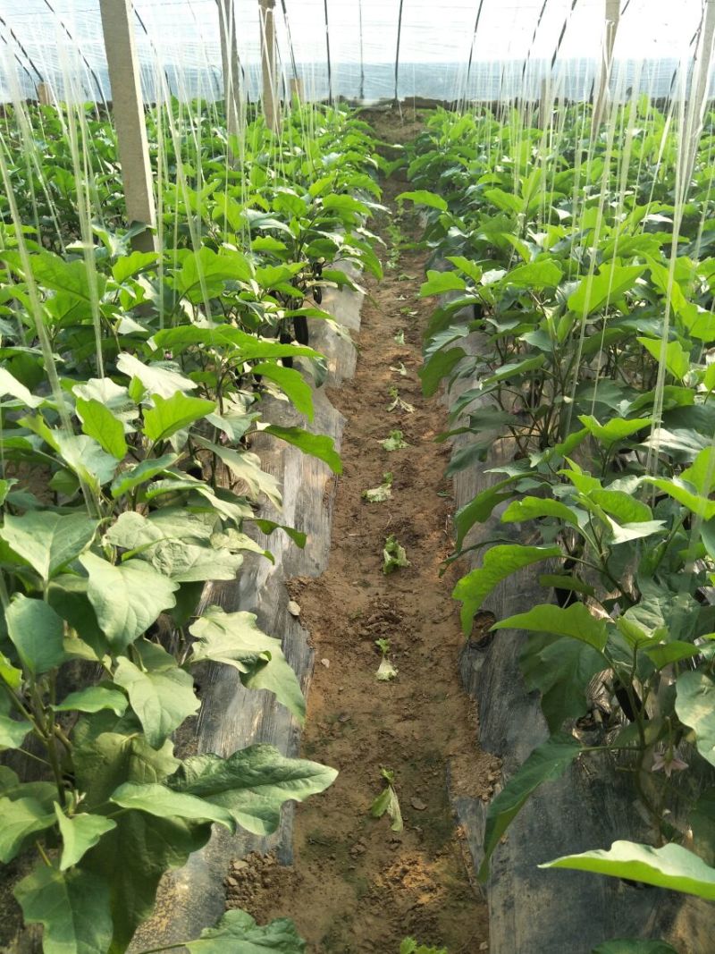 长茄子765长茄，