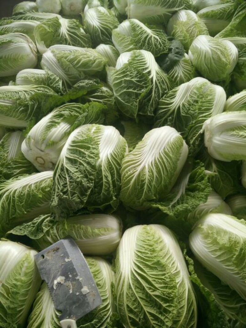 【精品】娃娃菜4~5两以上！白银靖远本地的！可视频看货
