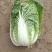 【精品】娃娃菜4~5两以上！白银靖远本地的！可视频看货