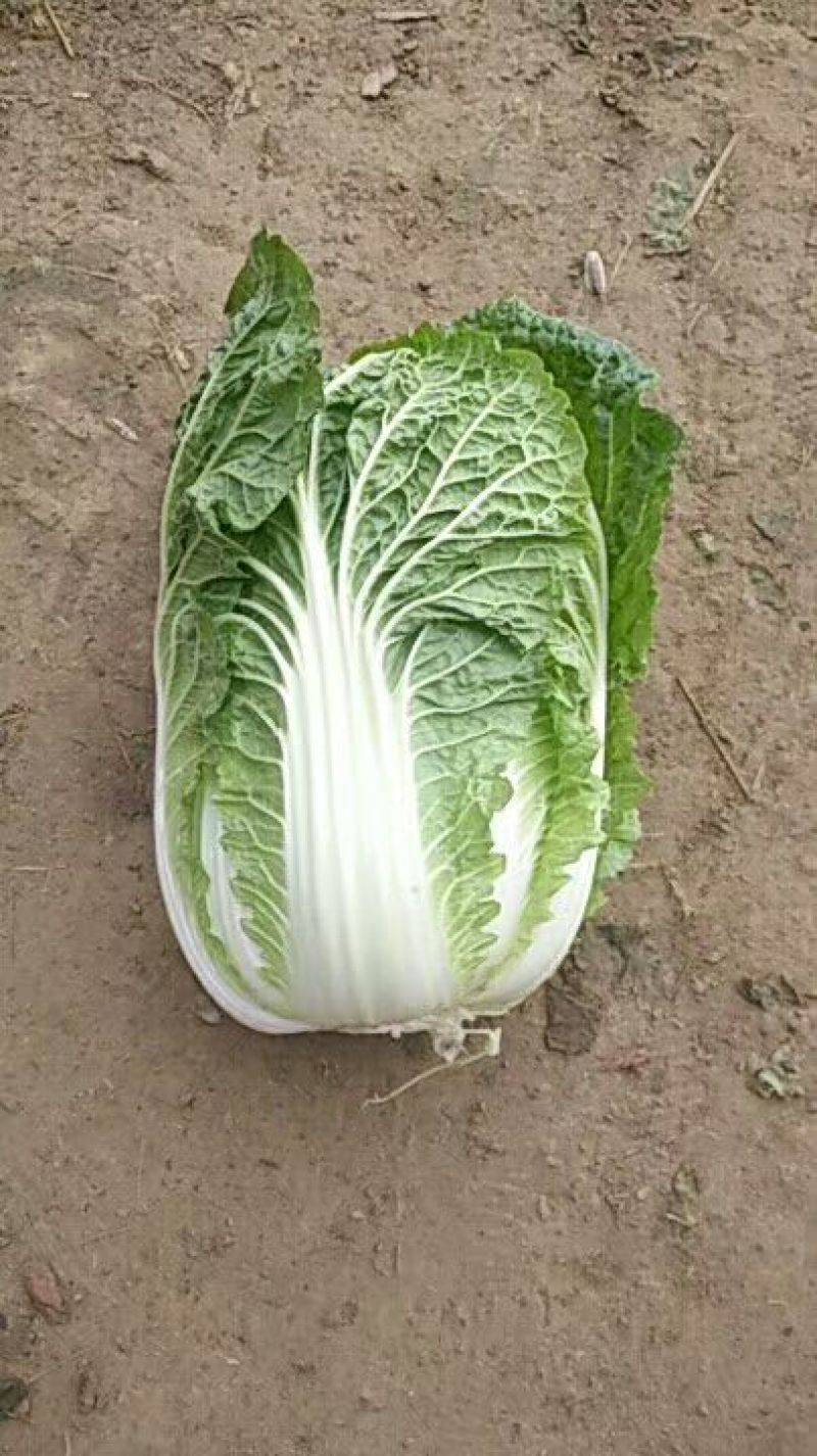 【精品】娃娃菜4~5两以上！白银靖远本地的！可视频看货