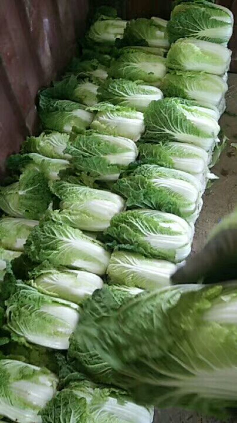 【精品】娃娃菜4~5两以上！白银靖远本地的！可视频看货