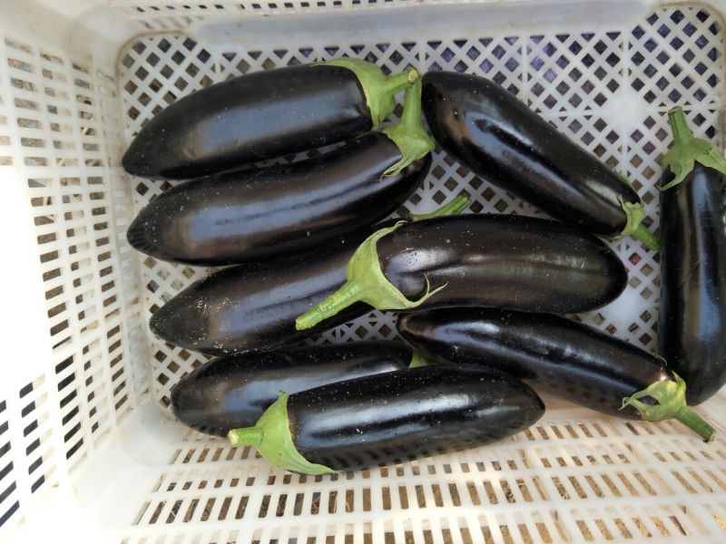 长茄子4两以上