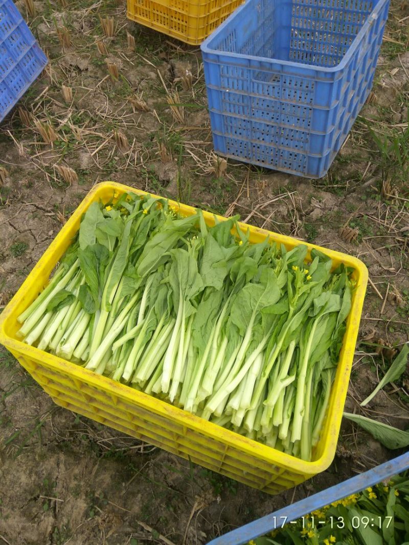 白菜苔20~30厘米