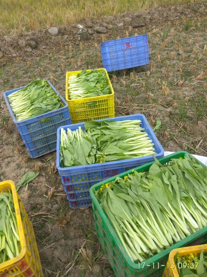 白菜苔20~30厘米
